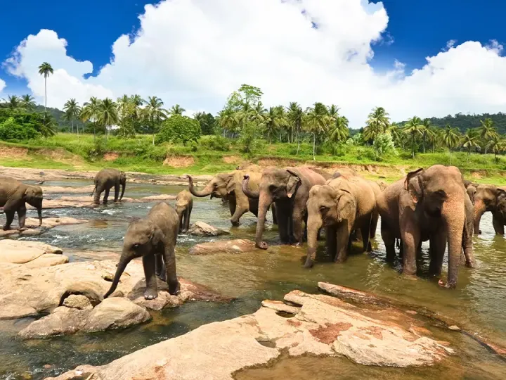 Elephants of sri lanka