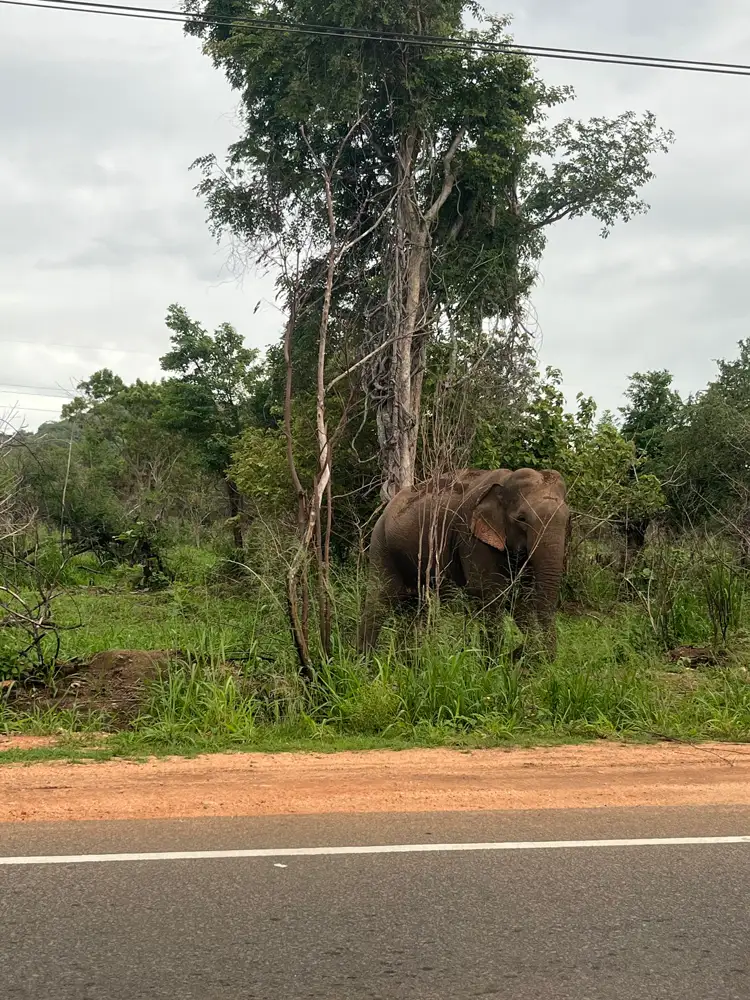 Wild elephant grazing at the roadside in Sri Lanka